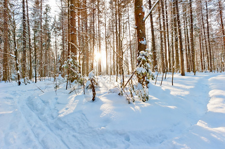 冬林中的日出晨光图片