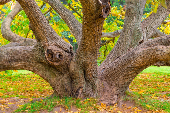 秋林中弯曲的老树图片