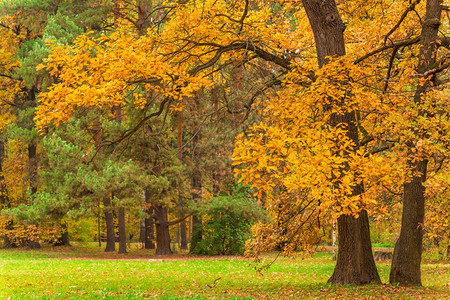 混合森林的美丽秋天风景图片
