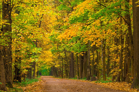 秋天公园黄色的树叶图片