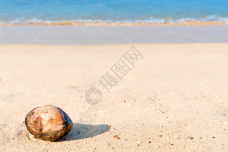 落的椰子躺在沙滩上图片