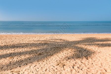 沙热带滩椰子棕榈树荫图片