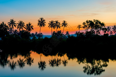 黎明的棕榈树林图片