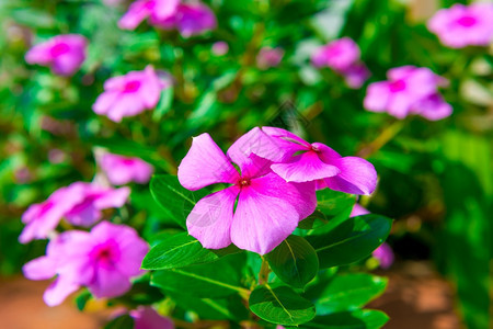 花园里生长的美丽紫花朵图片