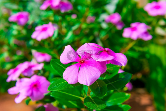 花园里生长的美丽紫花朵图片