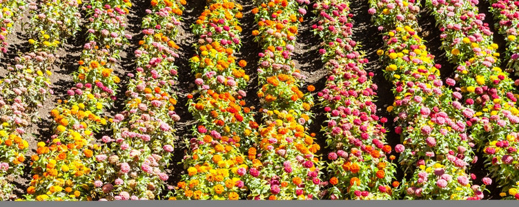 春季种植的标记色田地图片