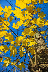 秋天金黄色的叶子图片