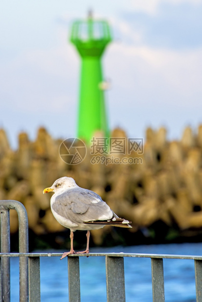 抓拍动物海鸥图片