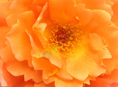 近视为背景的橙色花朵图片