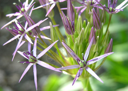 百合洋葱的花朵图片