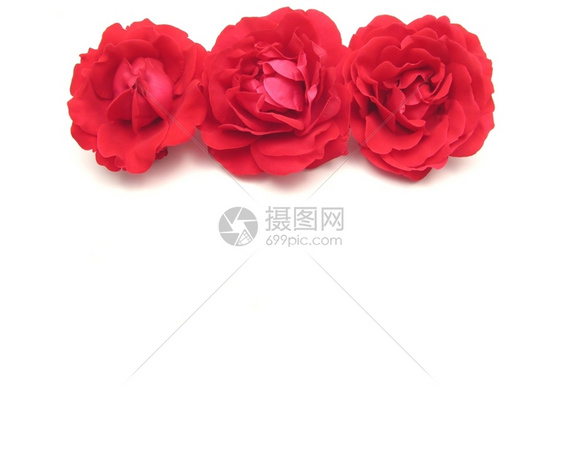 白色背景顶端的三朵红玫瑰图片