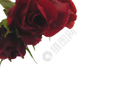 白色背景左上方三朵红玫瑰图片