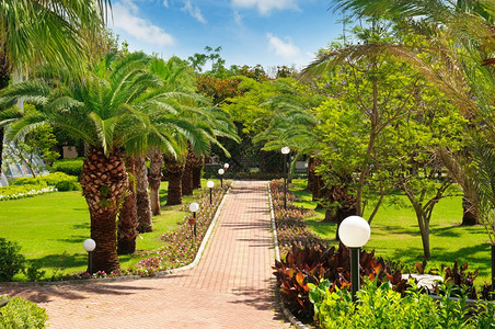热带棕榈树和草坪图片