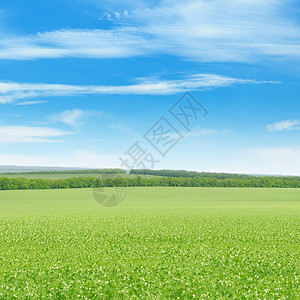 日出的农田和蓝天图片