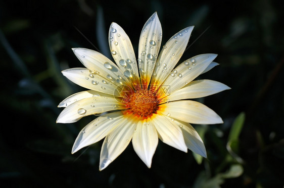 菊花上的水滴图片