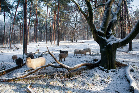 在森林中的绵羊与雪在河内泽西人附近图片