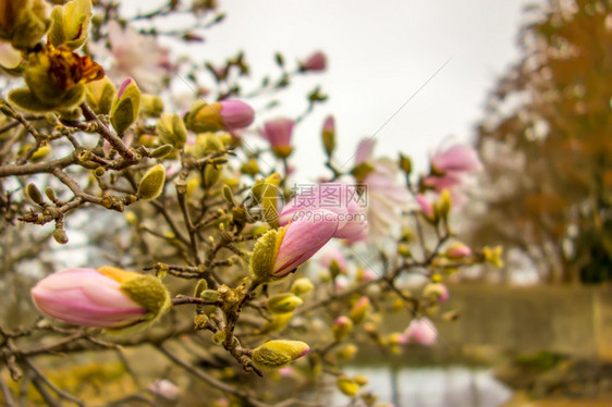 在春天盛开的木兰花图片