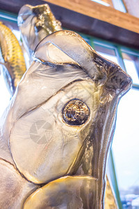 动物头标本图片