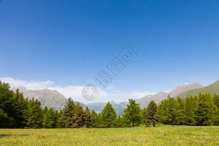 在意大利山高上美丽的景色夏天有森林背景佩德蒙特地区北意大利背景图片