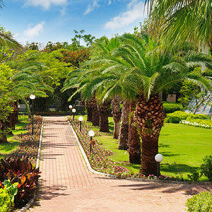 公园里的热带棕榈树图片
