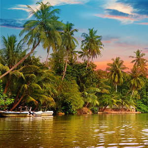 河流美丽的日出和热带棕榈图片