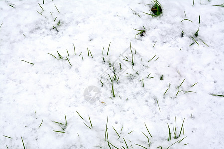 白雪地下的绿草图片