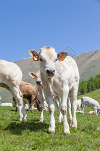 意大利黄麻山的夏季成年奶牛之间免费的幼崽图片