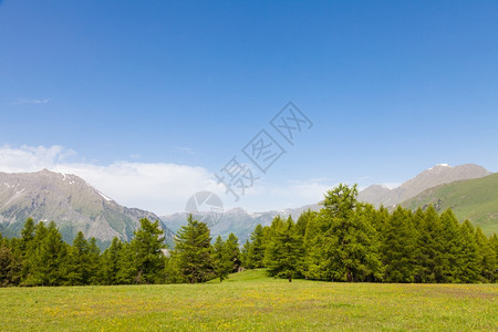 在意大利山高上美丽的景色夏天有森林背景佩德蒙特地区北图片