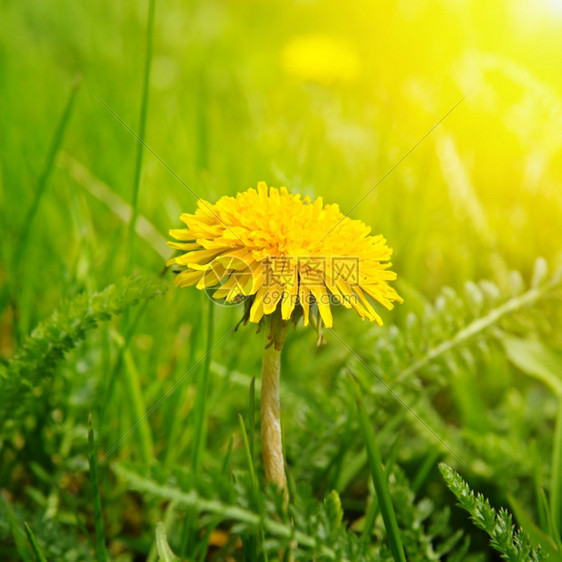 绿色草地上的黄花图片