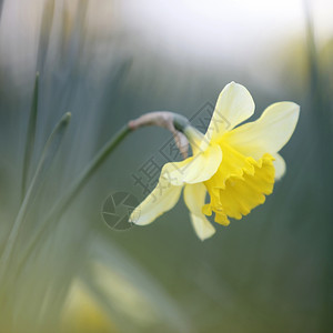 水仙花图片