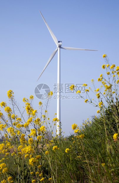 蓝天风力涡轮机前景下的黄色种子图片