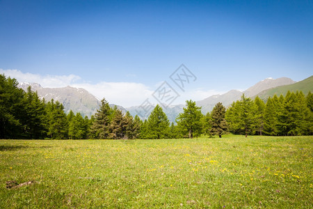 在意大利山高上美丽的景色夏天有森林背景佩德蒙特地区北意大利图片