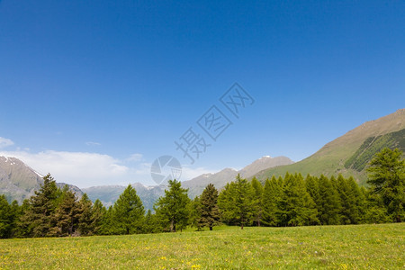 在意大利山高上美丽的景色夏天有森林背景佩德蒙特地区北意大利图片