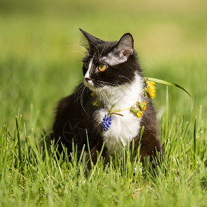 黑猫在绿草坪上玩图片