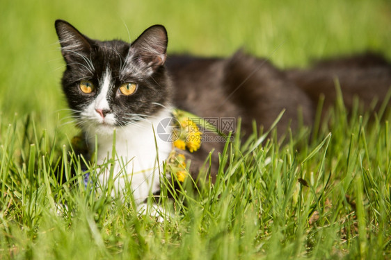 黑猫在绿草坪上玩图片