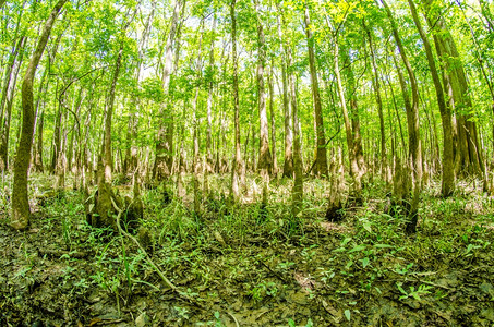 南卡罗莱纳的西压森林和瓜加里公园沼泽图片