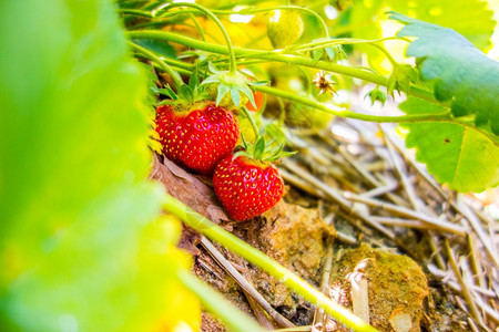 草莓种植树枝上的水果图片