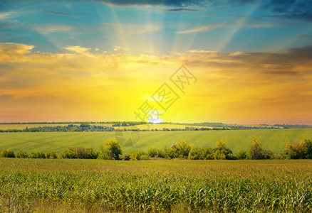 日出在玉米田上图片