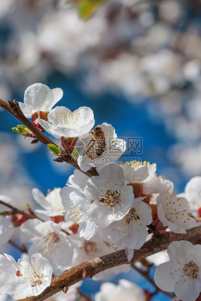 蜜蜂在樱花上图片