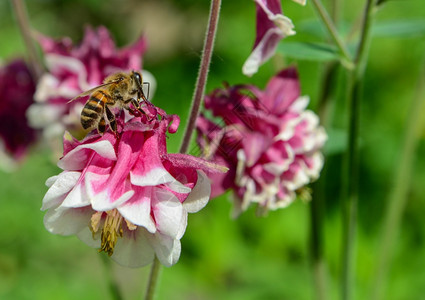 蜜蜂从花园中的红蜜图片