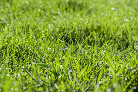 清晨绿草坪覆盖着露水滴图片