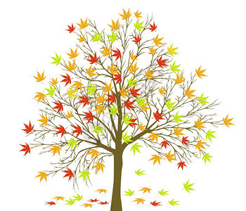 秋天枫树矢量插图图片