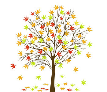 秋天枫树矢量插图图片