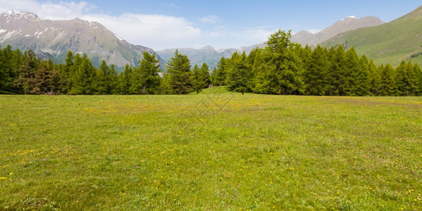 在意大利山高上美丽的景色夏天有森林背景佩德蒙特地区北意大利图片