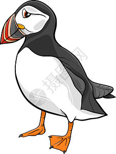 滑稽大西洋海豚鸟的漫画插图图片
