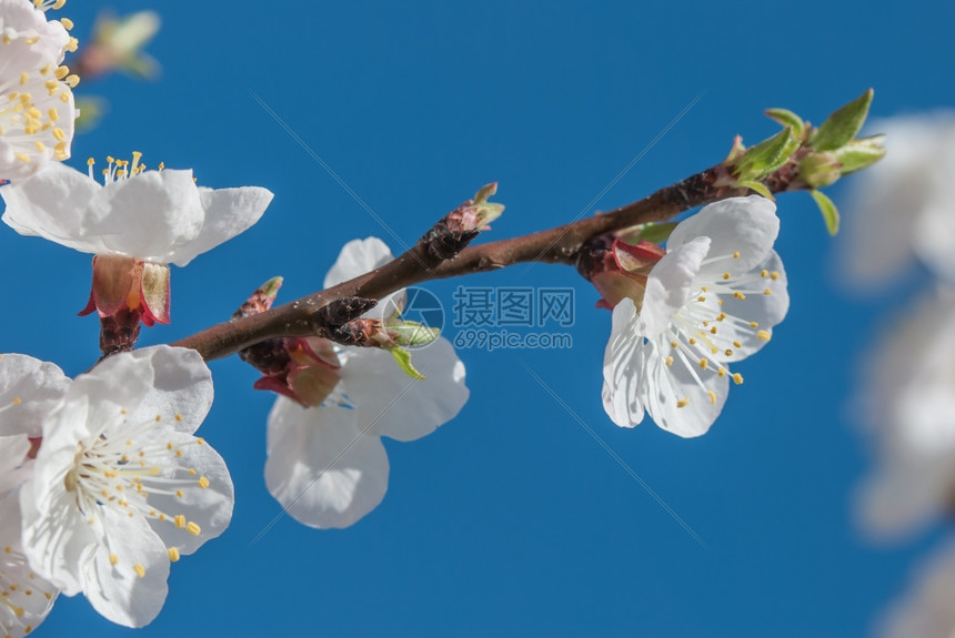 白樱花与蓝天对立图片