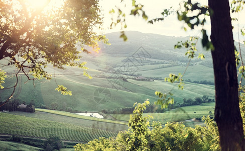 典型的Tuscany山丘风景和透光耀斑图片
