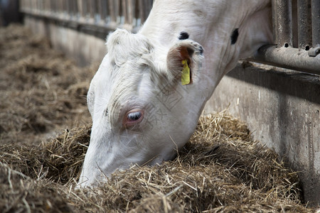 白头的奶牛在稳定状态下吃干草图片