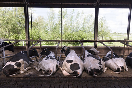黑白奶牛和都处于开放的稳定状态绿色背景图片
