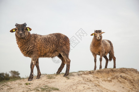 在杜特奇森林地区沙丘上的棕色羊羔靠近提勒支的泽西人图片
